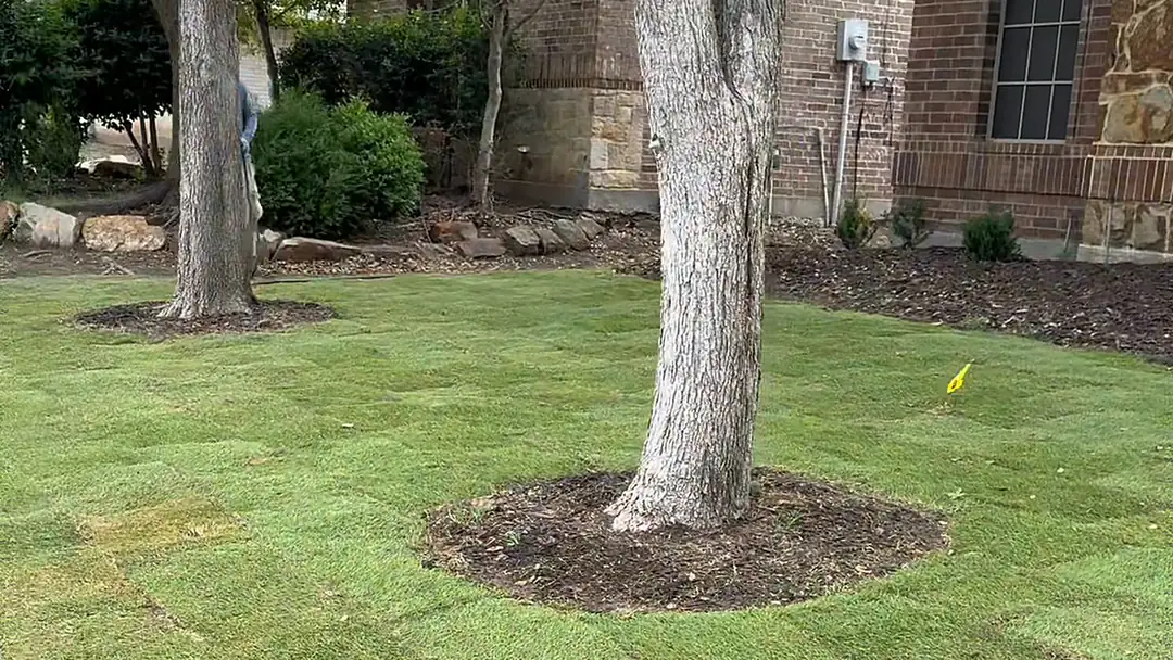 Newly installed sod lawn with a mulched tree ring