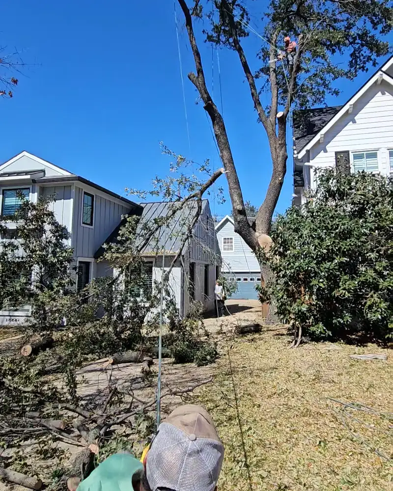 Cut limbs and brush scattered on a lawn being cleared