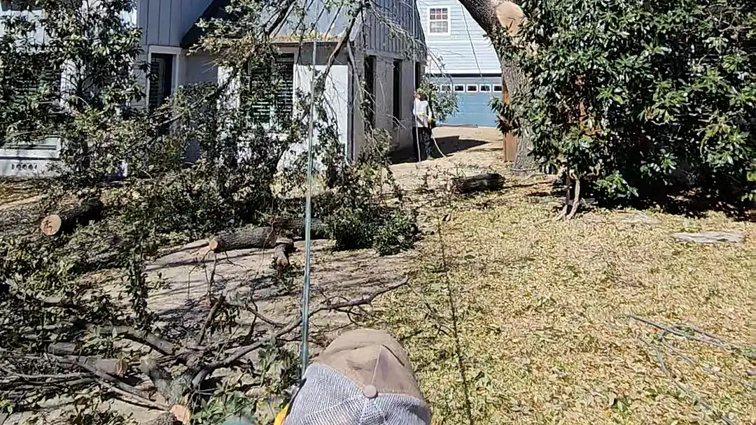 Cut limbs and brush on a lawn during tree cleanup