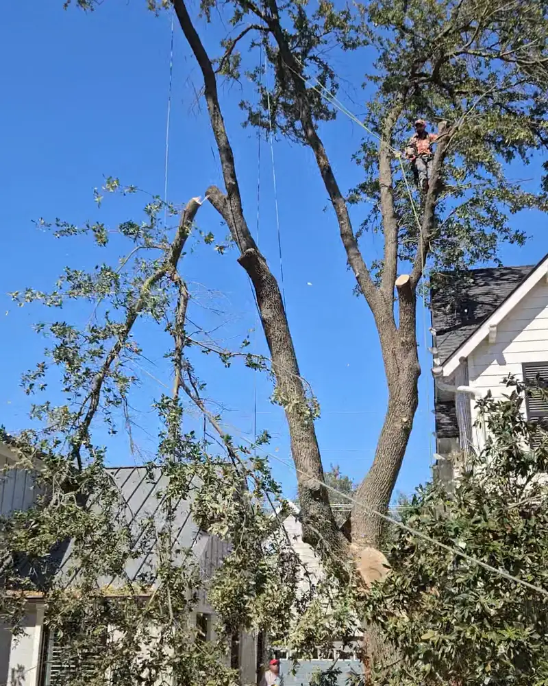 Damaged limbs being taken down near a home