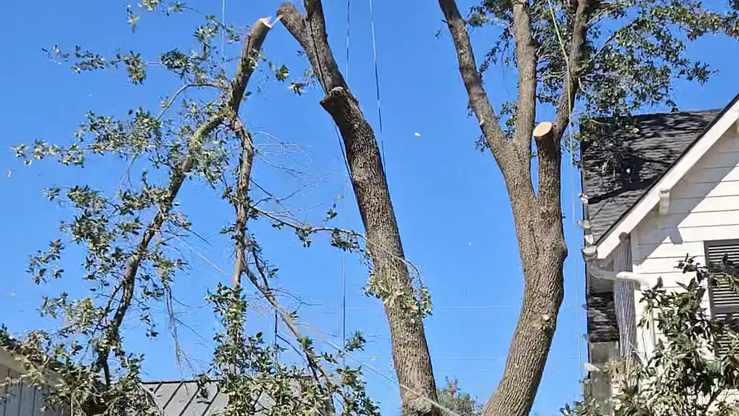 Crew removing large limbs from a residential tree